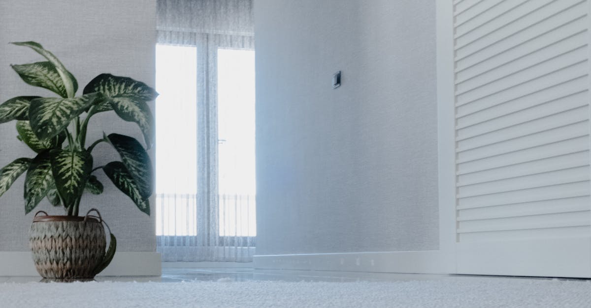 The Best Essential Oils for DIY Carpet Stain Treatments